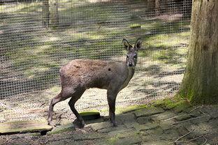 国家保护动物的资料,国家重点保护动物的珍贵与挑战