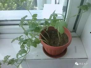 吃瓜娱乐圈花盆,揭秘明星们的“秘密花园”