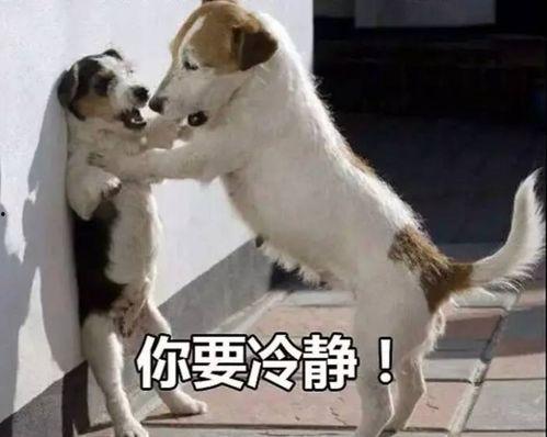 娱乐吃瓜酱中狗妈