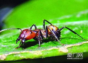 水蚂蚁图片,神秘水域中的隐秘居民